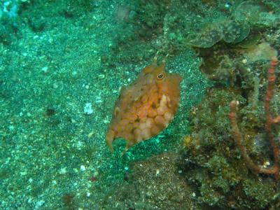 Cow fish