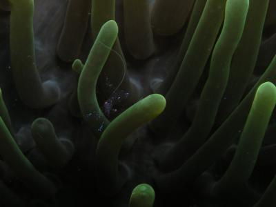 Shrimp in an anemone