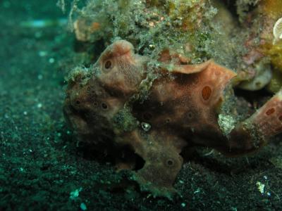 Frog Fish