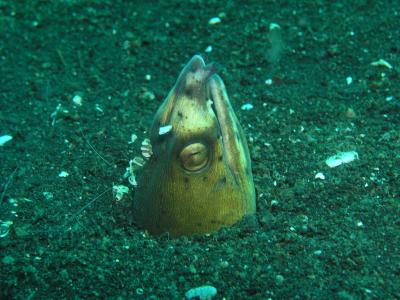 Snake Eel