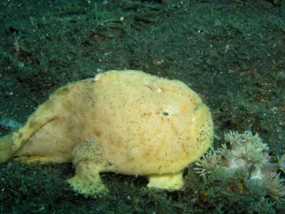 Frog Fish...so cute