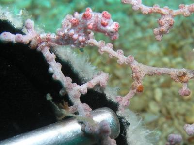Pygmy Sea Horse