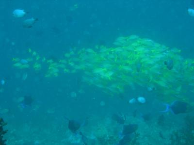 School of Yellow Snapper