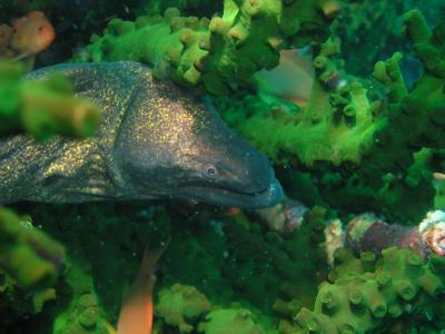 Giant Eel