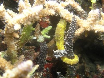 Yellow Sea Horse