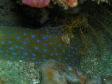 Blue spotted sting ray