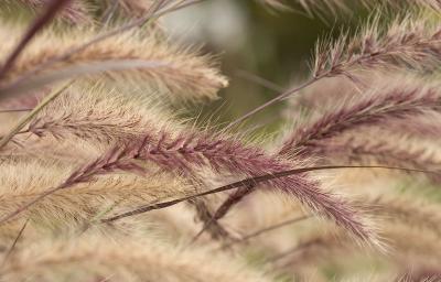 In the Wind