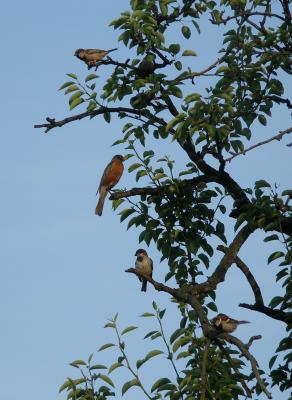 4 birds in a Pear tree