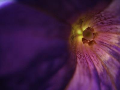 Violet Tunnel
