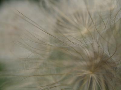 Weed Flower...like a Dandelion but larger