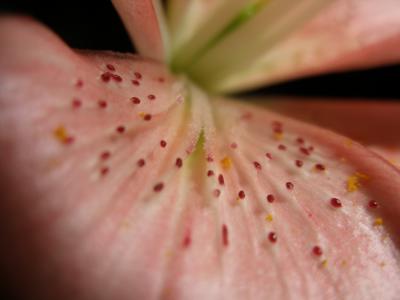 Pink Lilly