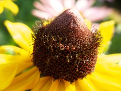 Black Eyed Susan