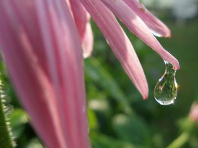 Water Droplet on Echinacea