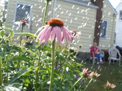 Backyard Scene
