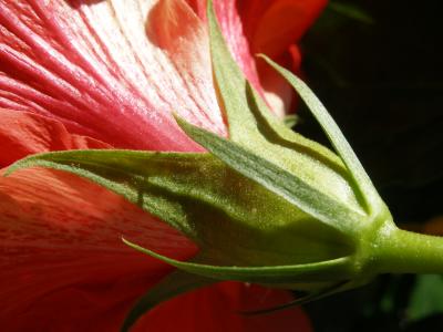 Hibiscus Stem