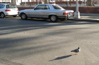 Mercedes SLC and the Pidgeon in Gowanus