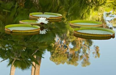 Reflecting Pool, Balboa Park