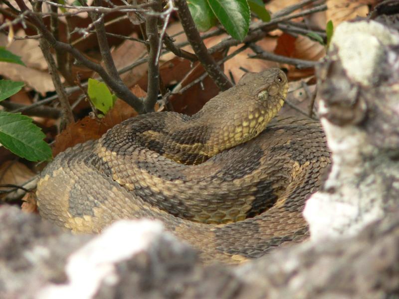 Timber Rattlesnake - <i>Crotalus horridus</i>