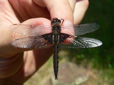 Common Baskettail - Epitheca cynosura