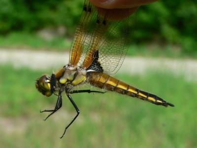Four-spotted Skimmer - Libellula quadramaculata
