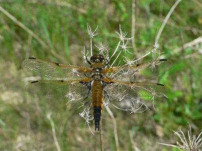 Four-spotted Skimmer - Libellula quadramaculata