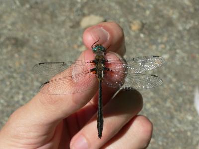 Uhler's Sundragon - Helocordulia uhleri