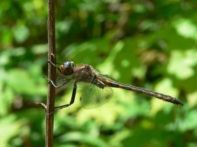 Uhler's Sundragon - Helocordulia uhleri