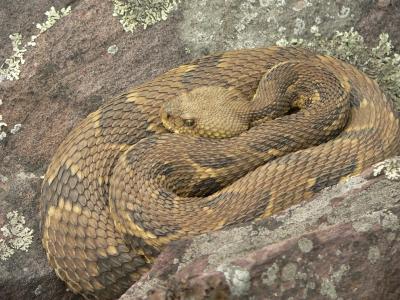 Timber Rattlesnake - Crotalus horridus