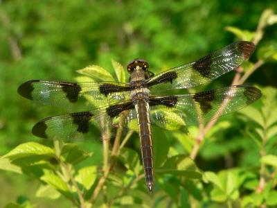 Twelve-spotted Skimmer - Libellula pulchella