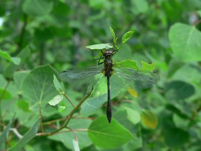 Racket-tailed Emerald - Dorocordulia libera