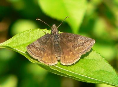 Dreamy Duskywing - Erynnis icelus