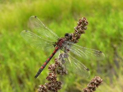 Hudsonian Whiteface - Leucorrhinia hudsonica