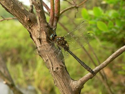 American Emerald - Cordulia shurtleffii