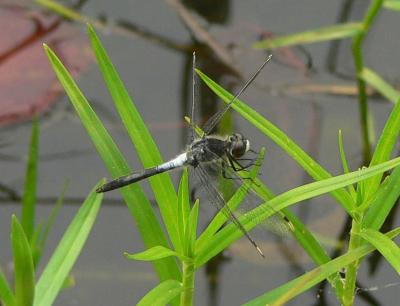 Frosted Whiteface - Leucorrhinia frigida
