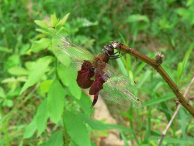 Carolina Saddlebags - Tramea carolina