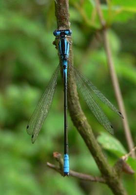 Azure Bluet - Enallagma aspersum