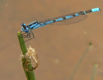 Northern Bluet - Enallagma cyathigerum