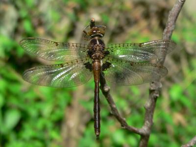 Umber Shadowdragon - Neurcordulia obsoleta