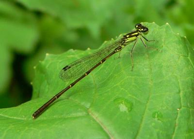 Forktails: Ischnura