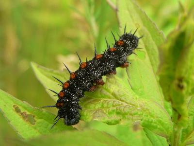 Mourning Cloak Caterpillar - Nymphalis antiopa