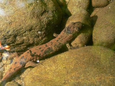 Dusky Salamanders