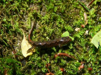 Ocoee Salamander - Desmognathus ocoee