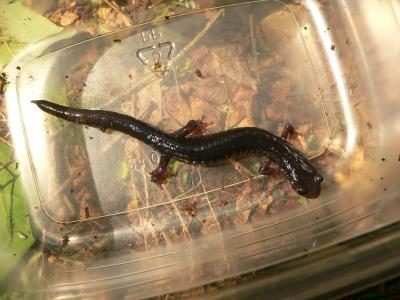Possible Hybrid Salamander - P. jordani X oconaluftee