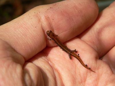 Seepage Salamander - Desmognathus aeneus