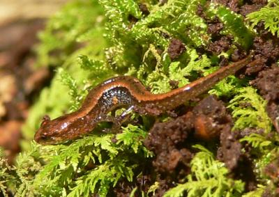 Seepage Salamander - Desmognathus aeneus