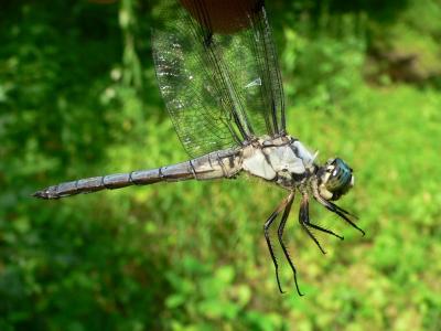 Great Blue Skimmer - Libellula vibrans