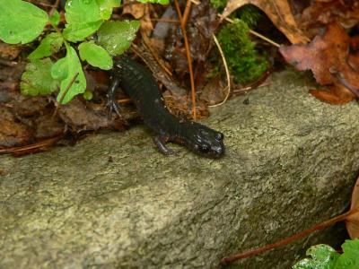 Northern Grey-cheeked Salamander - Plethodon montanus