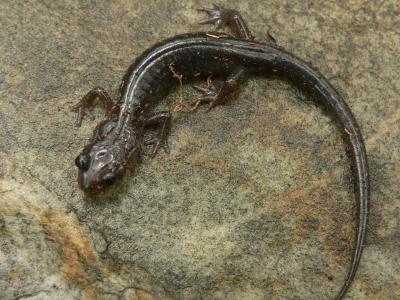 Northern Grey-cheeked Salamander - Plethodon montanus