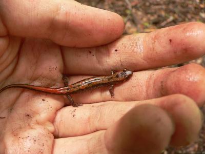 Carolina Mountain Dusky Salamander - Desmognathus carolinensis
