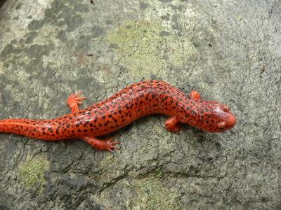 Red Salamander - Pseudotriton ruber